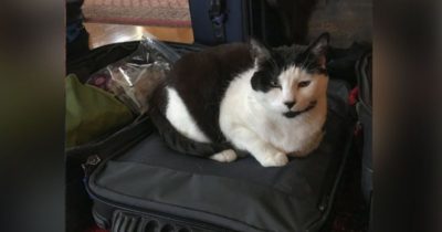 правила перевозки кошек в поезде